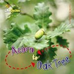 Life Cycles: Acorn to Oak Tree